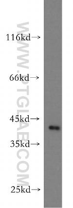 LAYN Antibody in Western Blot (WB)