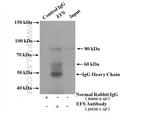 EFS Antibody in Immunoprecipitation (IP)