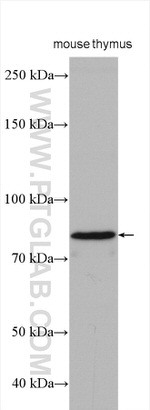 EFS Antibody in Western Blot (WB)