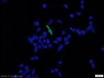 DDDDK Tag Antibody in Immunocytochemistry (ICC/IF)