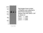 DDDDK Tag Antibody in Western Blot (WB)