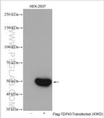 DDDDK Tag Antibody in Western Blot (WB)