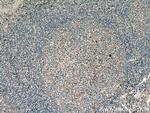 IGFL1 Antibody in Immunohistochemistry (Paraffin) (IHC (P))