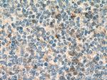 IGFL1 Antibody in Immunohistochemistry (Paraffin) (IHC (P))