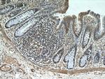 KANK2 Antibody in Immunohistochemistry (Paraffin) (IHC (P))