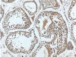 RXFP4 Antibody in Immunohistochemistry (Paraffin) (IHC (P))