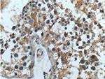 RXFP4 Antibody in Immunohistochemistry (Paraffin) (IHC (P))