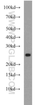 CBLN2 Antibody in Western Blot (WB)