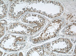 CBLN4 Antibody in Immunohistochemistry (Paraffin) (IHC (P))