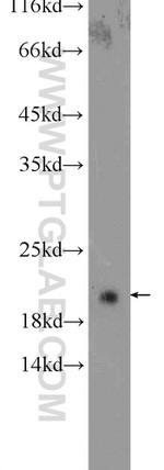 CBLN4 Antibody in Western Blot (WB)
