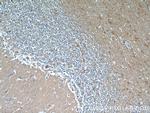CBLN4 Antibody in Immunohistochemistry (Paraffin) (IHC (P))