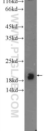 CBLN4 Antibody in Western Blot (WB)