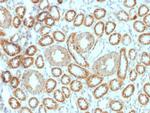 Erythropoietin (EPO) Monoclonal Antibody (EPO, 1367)
