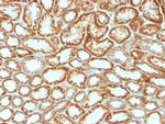 Erythropoietin (EPO) Monoclonal Antibody (EPO, 1368)
