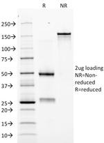 Erythropoietin (EPO) Antibody in SDS-PAGE (SDS-PAGE)