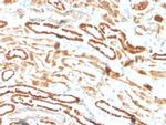 Erythropoietin (EPO) Recombinant Rabbit Monoclonal Antibody (EPO, 3793R)