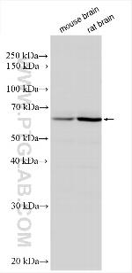 Synaptotagmin-14 Antibody in Western Blot (WB)