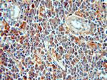PAFAH1B3 Antibody in Immunohistochemistry (Paraffin) (IHC (P))