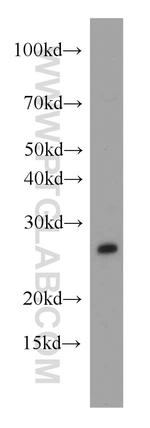 PAFAH1B3 Antibody in Western Blot (WB)