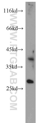 PAFAH1B3 Antibody in Western Blot (WB)