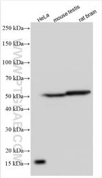 DOC2A Antibody in Western Blot (WB)