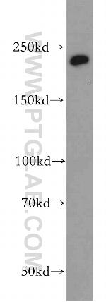 CHD1 Antibody in Western Blot (WB)