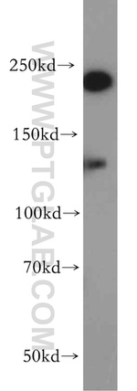 CHD1 Antibody in Western Blot (WB)