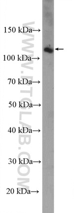 PERK/EIF2AK3 Antibody in Western Blot (WB)
