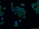 PERK/EIF2AK3 Antibody in Immunocytochemistry (ICC/IF)