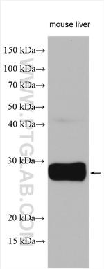 FAM3A Antibody in Western Blot (WB)