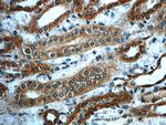 ORAI2 Antibody in Immunohistochemistry (Paraffin) (IHC (P))