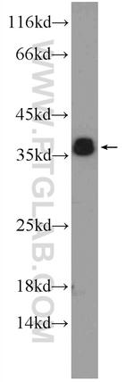 ORAI2 Antibody in Western Blot (WB)