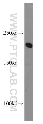 POLR1A Antibody in Western Blot (WB)