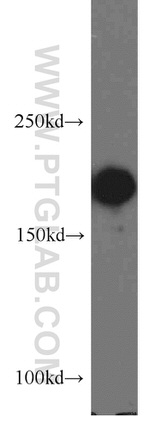 POLR1A Antibody in Western Blot (WB)