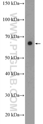 BTN2A1 Antibody in Western Blot (WB)