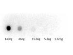 Guinea Pig Serum Polyclonal Antibody, HRP