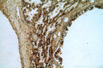 C16orf70 Antibody in Immunohistochemistry (Paraffin) (IHC (P))