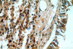C16orf70 Antibody in Immunohistochemistry (Paraffin) (IHC (P))