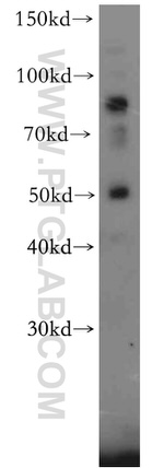 C16orf70 Antibody in Western Blot (WB)