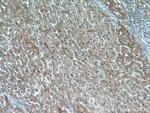 C16orf70 Antibody in Immunohistochemistry (Paraffin) (IHC (P))