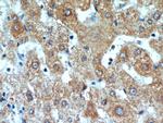 C16orf70 Antibody in Immunohistochemistry (Paraffin) (IHC (P))
