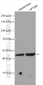 C16orf70 Antibody in Western Blot (WB)