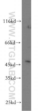C16orf70 Antibody in Western Blot (WB)