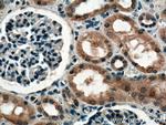 HECTD1 Antibody in Immunohistochemistry (Paraffin) (IHC (P))