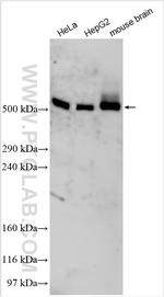 C12orf51 Antibody in Western Blot (WB)