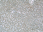 SLC37A4 Antibody in Immunohistochemistry (Paraffin) (IHC (P))