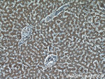 SLC37A4 Antibody in Immunohistochemistry (Paraffin) (IHC (P))