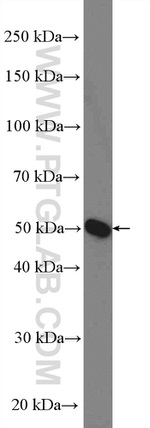 SLC37A4 Antibody in Western Blot (WB)