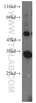 PEX7 Antibody in Western Blot (WB)