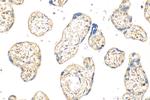 SLC25A40 Antibody in Immunohistochemistry (Paraffin) (IHC (P))